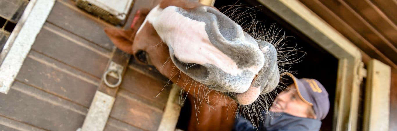 Image of a horse reaching towards the camera