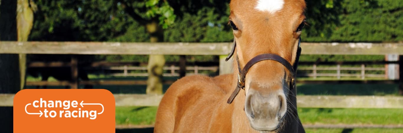 racing studwork with British Grooms Association